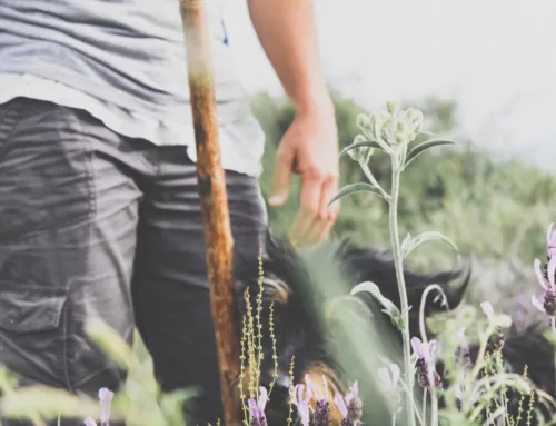 Pastoreo de verano, ¿te apuntas?