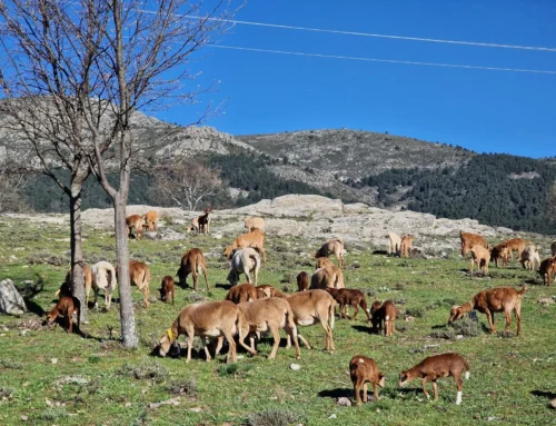 Un viaje por la primavera y verano pastoril